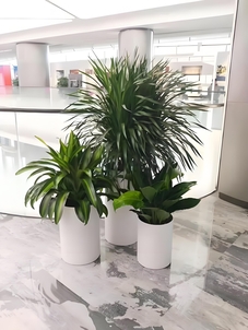 余姚花卉租摆公司，品质服务超一流